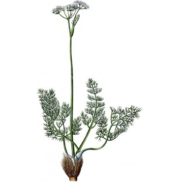 Koprník - kořen 30g 