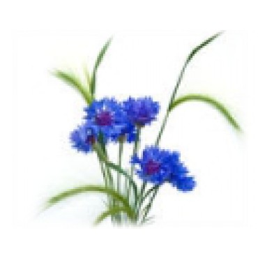 CHRPA - květ se zákrovem